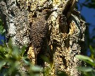 Flicker bird - 